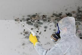 Best Industrial Mold Remediation  in Wesley Chapel, FL